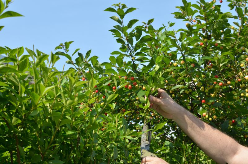 Pruning for Tree Health