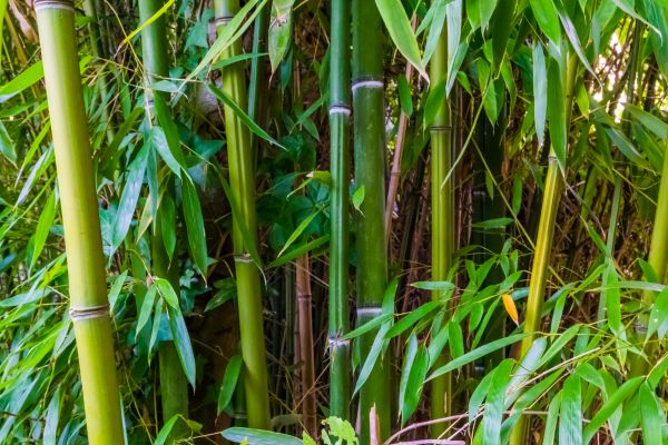 Bamboo Trimming in Conroe