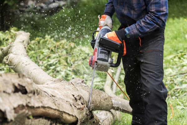 Branch Removal Service in Conroe
