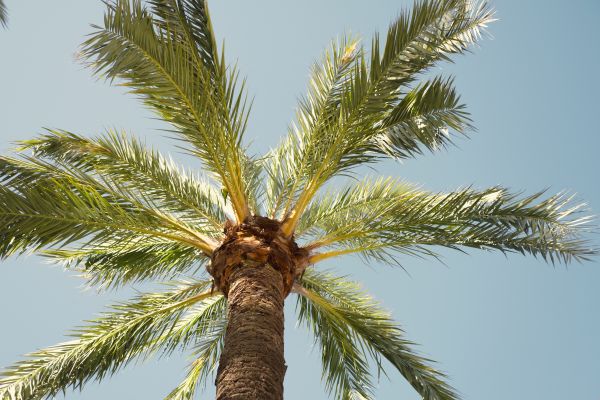 Palm Tree Pruning in Conroe