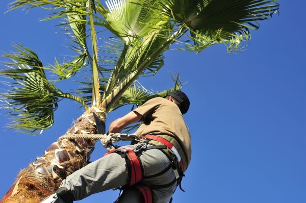 Palm Tree Trimming in Conroe