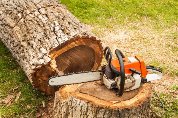 Tree Cutting Service in Conroe