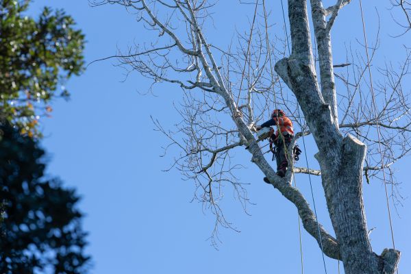 Tree Topping Service in Conroe