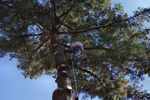 Trimming Service in Conroe
