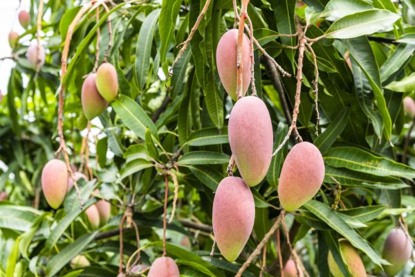 Mango Tree Trimming in Conroe