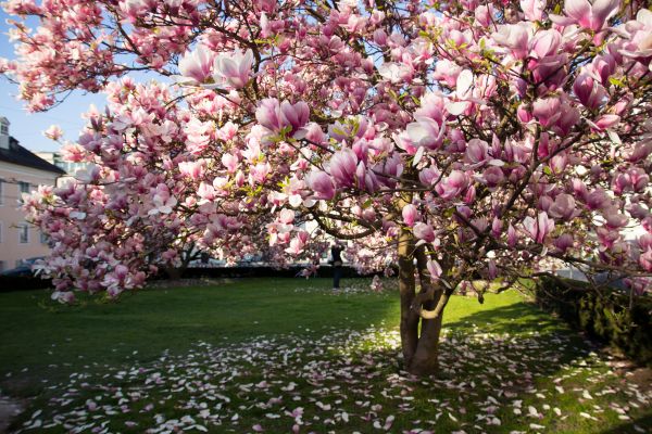 Ornamental Tree Pruning in Conroe