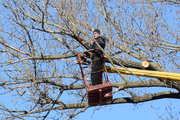 Emergency Tree Trimming in Conroe