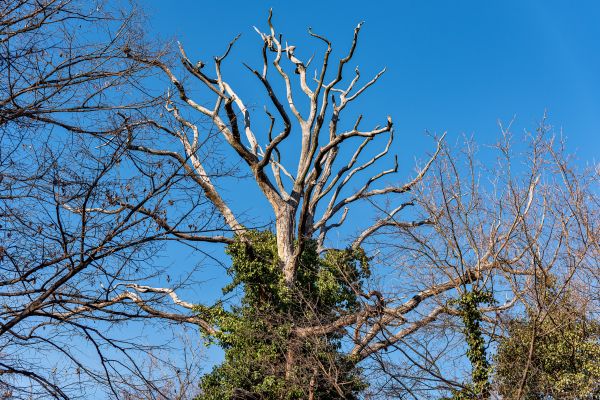 Deadwood Removal in Conroe
