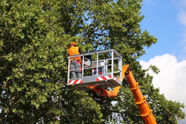 Commercial Tree Service in Conroe
