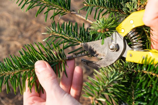 Pine Tree Pruning in Conroe
