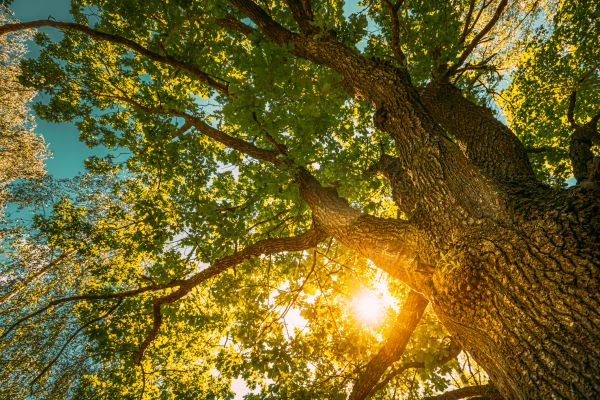 Oak Tree Pruning in Conroe