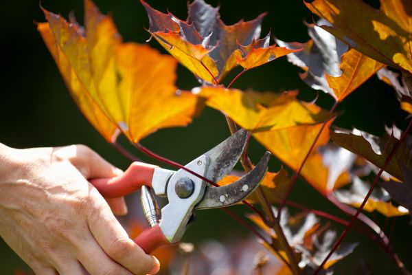 Maple Tree Pruning in Conroe