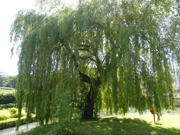 Willow Tree Trimming in Conroe