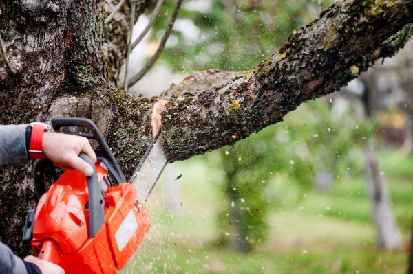 Tree Limbs Removal in Conroe