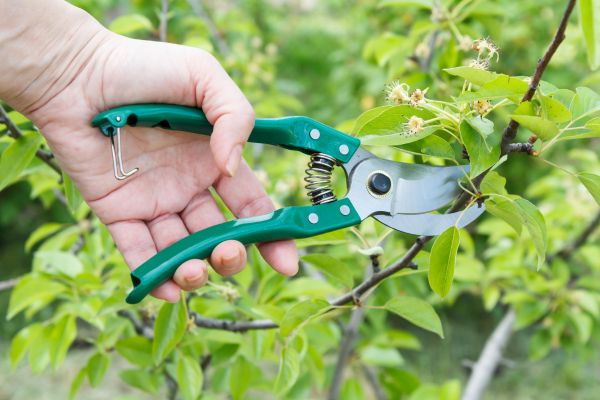 Pear Tree Pruning in Conroe