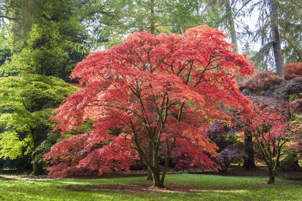 Japanese Maple Pruning in Conroe