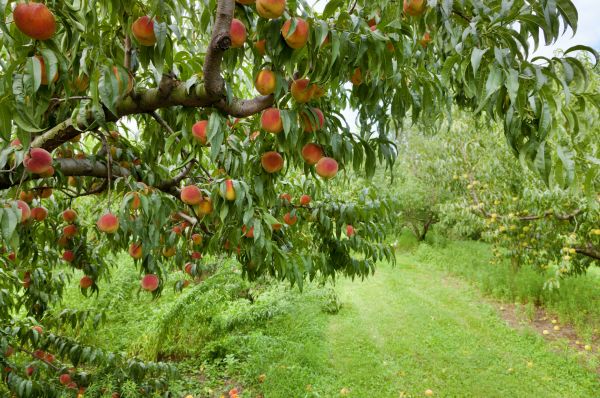 Peach Tree Pruning in Conroe