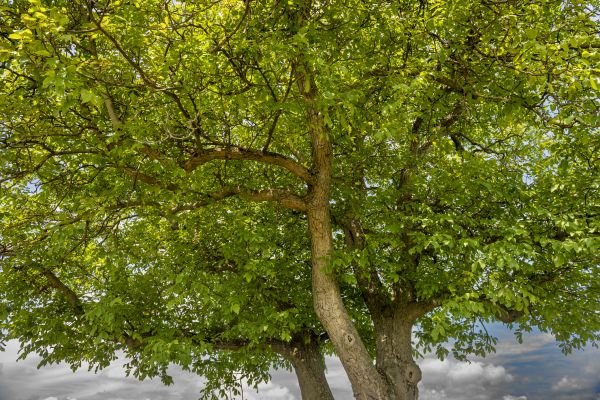 Walnut Tree Trimming in Conroe