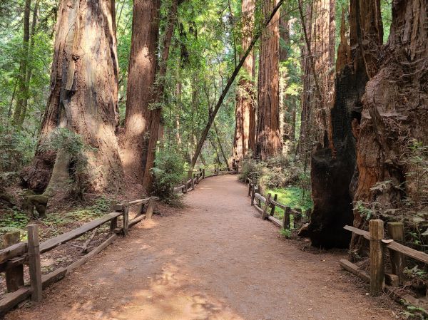 Redwood Tree Pruning in Conroe