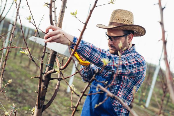 Orchard Tree Pruning in Conroe