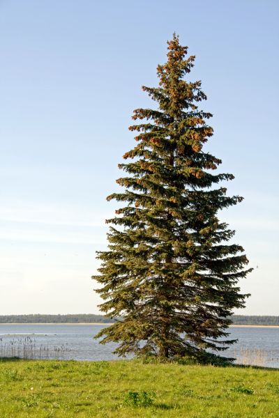 Spruce Tree Pruning in Conroe
