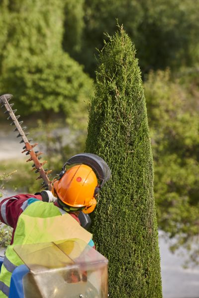 Cypress Tree Trimming in Conroe