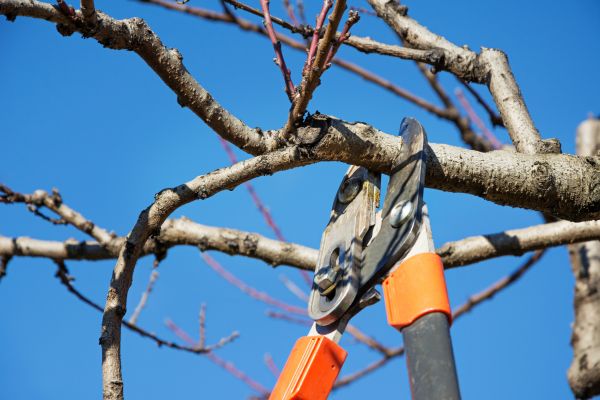 Peach Tree Trimming in Conroe