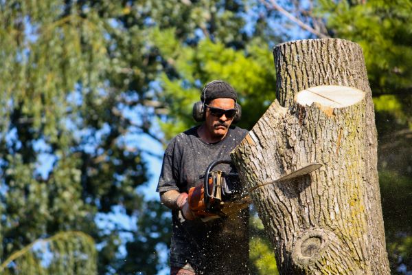 Ash Tree Pruning in Conroe