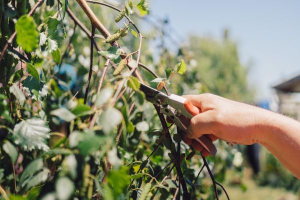 Birch Tree Pruning in Conroe