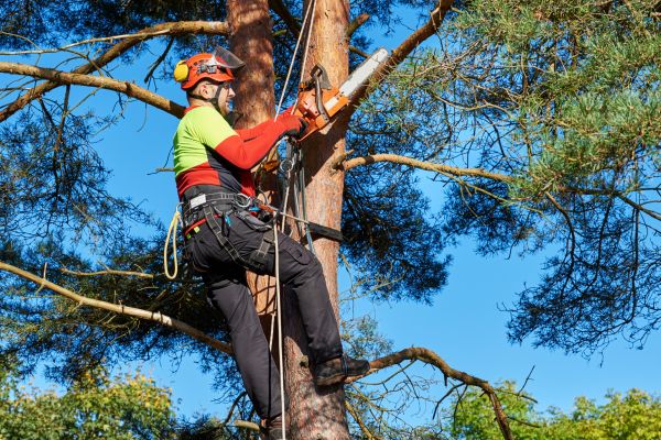 Canopy Pruning in Conroe