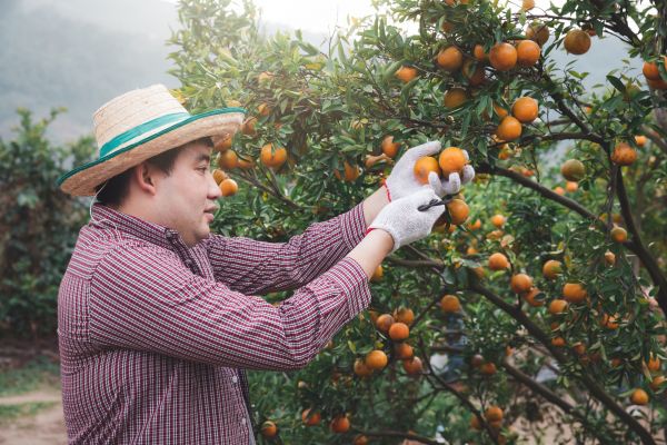 Orange Tree Pruning in Conroe
