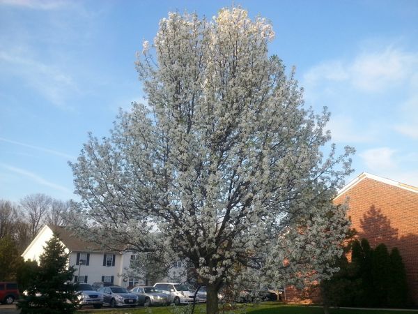 Bradford Pear Tree Pruning in Conroe