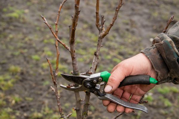 Pear Trees Pruning in Conroe