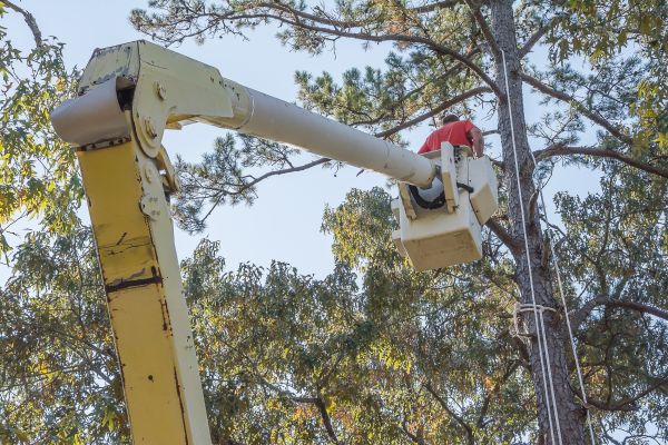 Limbs Trimming in Conroe