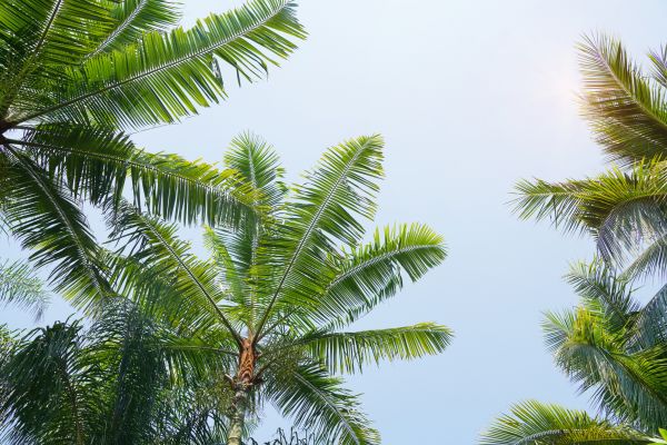 Queen Palm Tree Trimming in Conroe