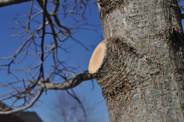 Limb Pruning in Conroe