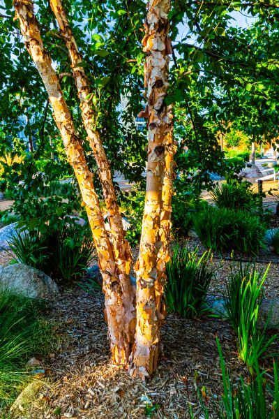 River Birch Trimming in Conroe