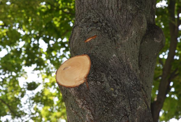 Limb Cutting in Conroe