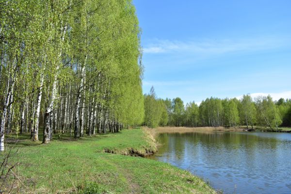 River Birch Pruning in Conroe