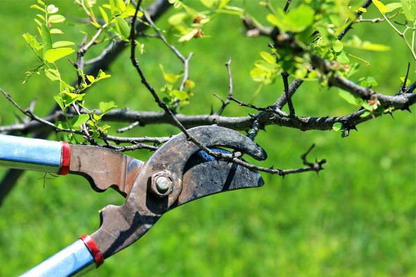 Branches Pruning in Conroe