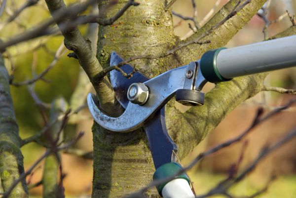 Tree Limb Trimming Service in Conroe