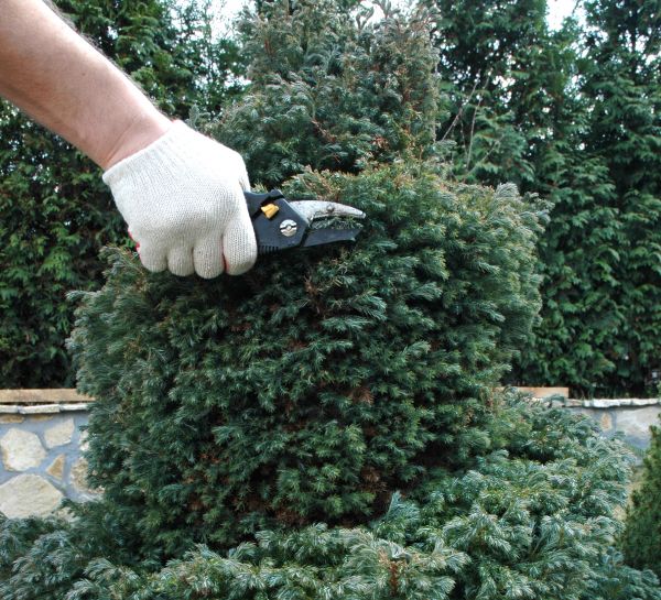 Ornamental Tree Trimming in Conroe