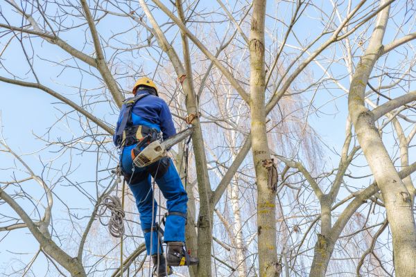Large Tree Trimming in Conroe