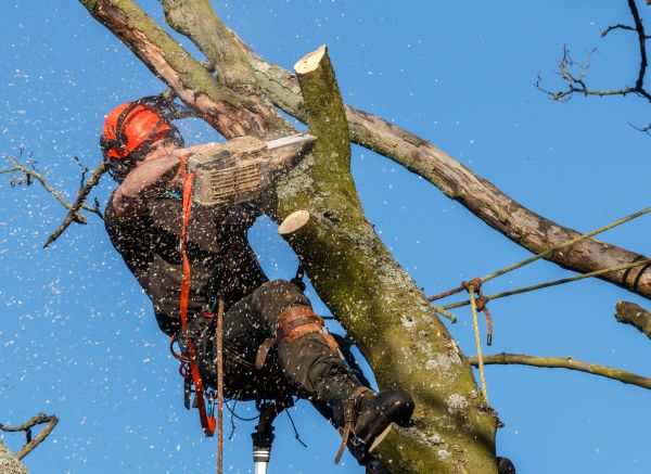 Tree Trimming Service in Conroe
