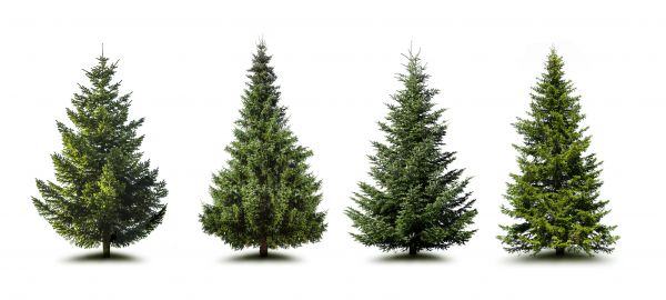Cost of Pine Tree Trimming in Conroe