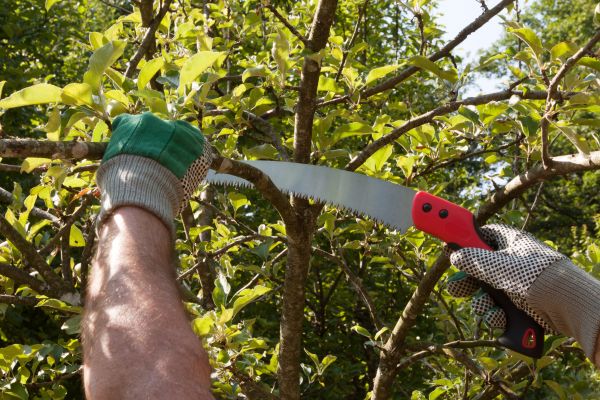 Apple Tree Trimming in Conroe